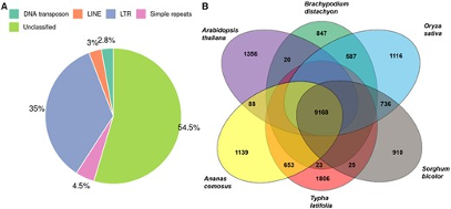 phylogenetic analysis figure